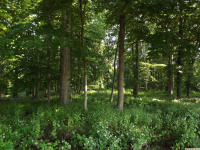 drzewokrzew_1456