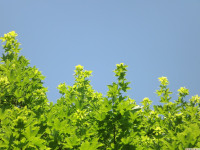 drzewokrzew_1457