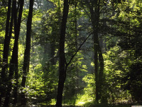 drzewokrzew_1458