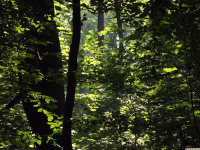 drzewokrzew_1459