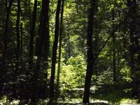 drzewokrzew_1462