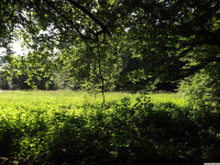 drzewokrzew_1463
