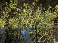 drzewokrzew_1464