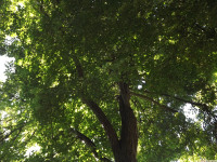 drzewokrzew_1466