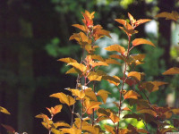 drzewokrzew_1468