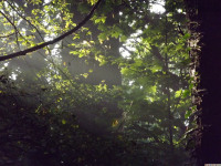 drzewokrzew_1469