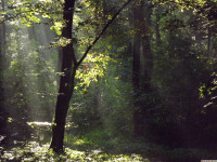 drzewokrzew_1470