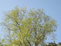drzewokrzew_1471