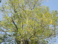 drzewokrzew_1472