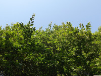drzewokrzew_1473