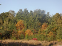 drzewokrzew_1474