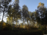 drzewokrzew_1475