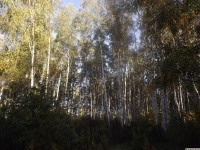 drzewokrzew_1476