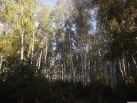 drzewokrzew_1476