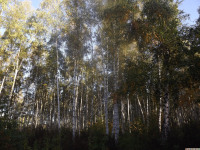 drzewokrzew_1477