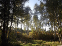 drzewokrzew_1478