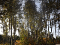 drzewokrzew_1479