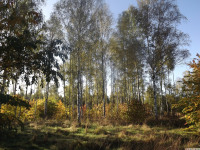 drzewokrzew_1480