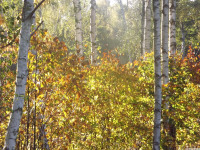 drzewokrzew_1482