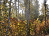 drzewokrzew_1483