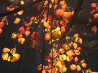 drzewokrzew_1487