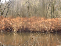 drzewokrzew_1491