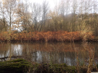 drzewokrzew_1492