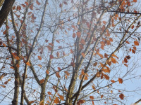 drzewokrzew_1493