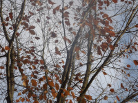 drzewokrzew_1494