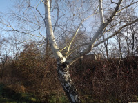 drzewokrzew_1496