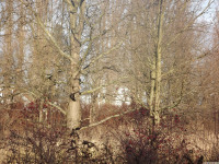 drzewokrzew_1497