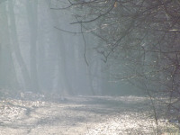 drzewokrzew_1499