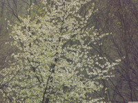 drzewokrzew_1503
