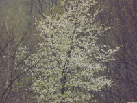 drzewokrzew_1504