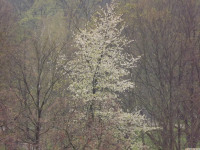drzewokrzew_1505