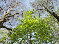 drzewokrzew_1517