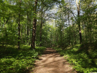 drzewokrzew_1520
