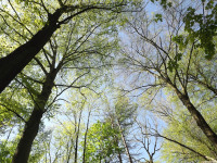 drzewokrzew_1521