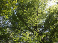 drzewokrzew_1525