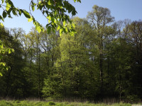drzewokrzew_1527