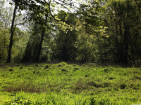 drzewokrzew_1528