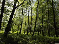 drzewokrzew_1529
