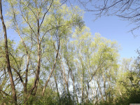 drzewokrzew_1530