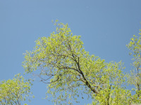 drzewokrzew_1531