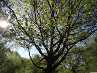 drzewokrzew_1532