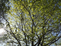 drzewokrzew_1533