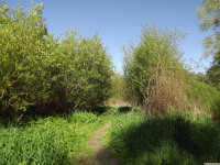 drzewokrzew_1534
