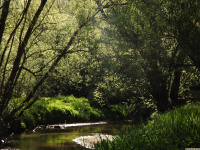drzewokrzew_1535