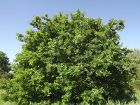 drzewokrzew_1536