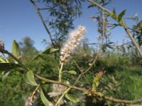 drzewokrzew_1537